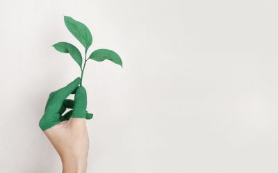 Top 10 Environmental Nonprofits
